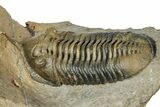 Morocconites Trilobite Fossil - Multi-Toned Shell Coloration #334880-2
